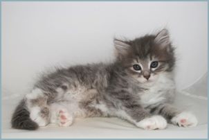 Male Siberian Kitten from Deedlebug Siberians